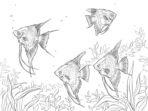 Freshwater Angelfishes Coloring Page